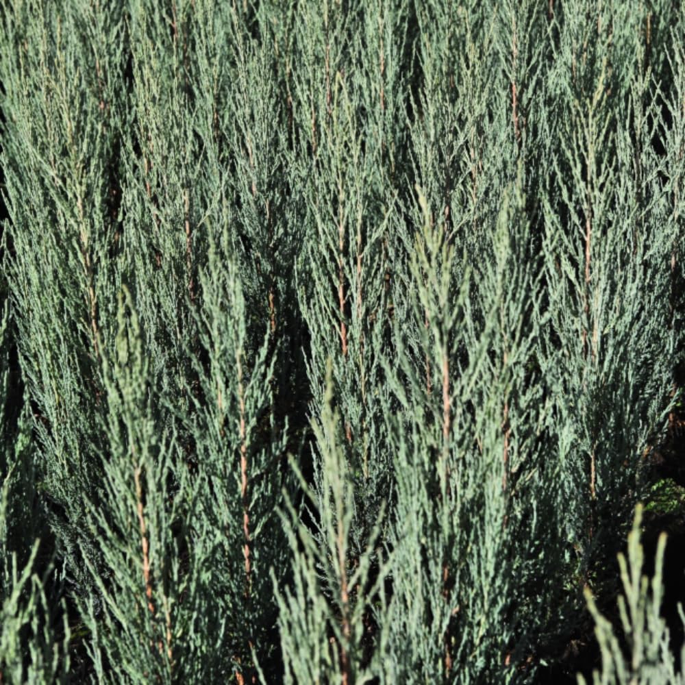 Juniperus Scopulorum 'Blue Arrow' Upright Narrow Evergreen Conifer Blue-Green Foliage Architectural Tree 1X or 3X 1 Litre Pots by Thompson and Morgan