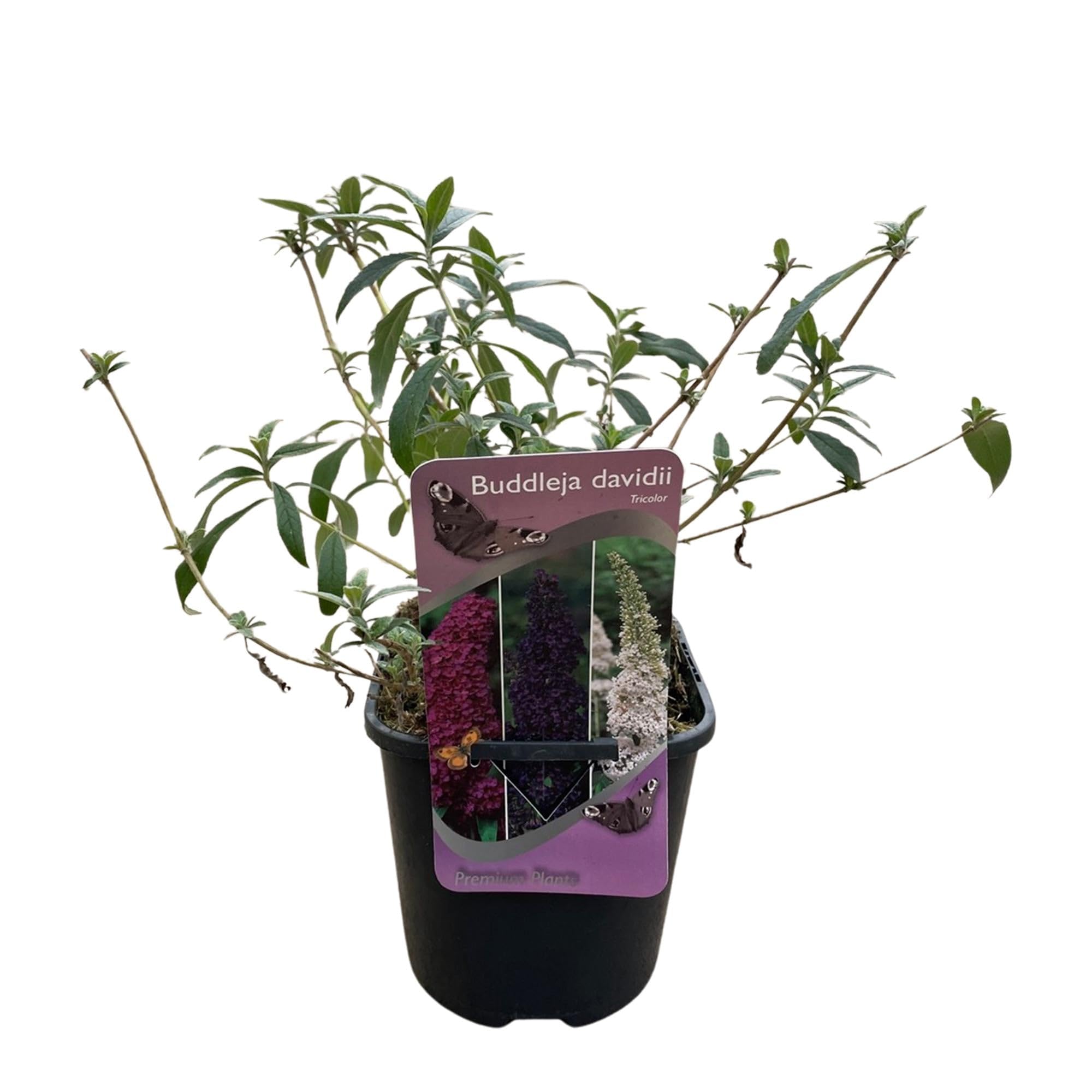 Schmetterlingsstrauch Buddleja davidii Tricolour – Blüten Rosa, Weiß & 17 | bienen, und Schmetterlingsfreundlich, pflegeleicht 1, lange Blütezeit