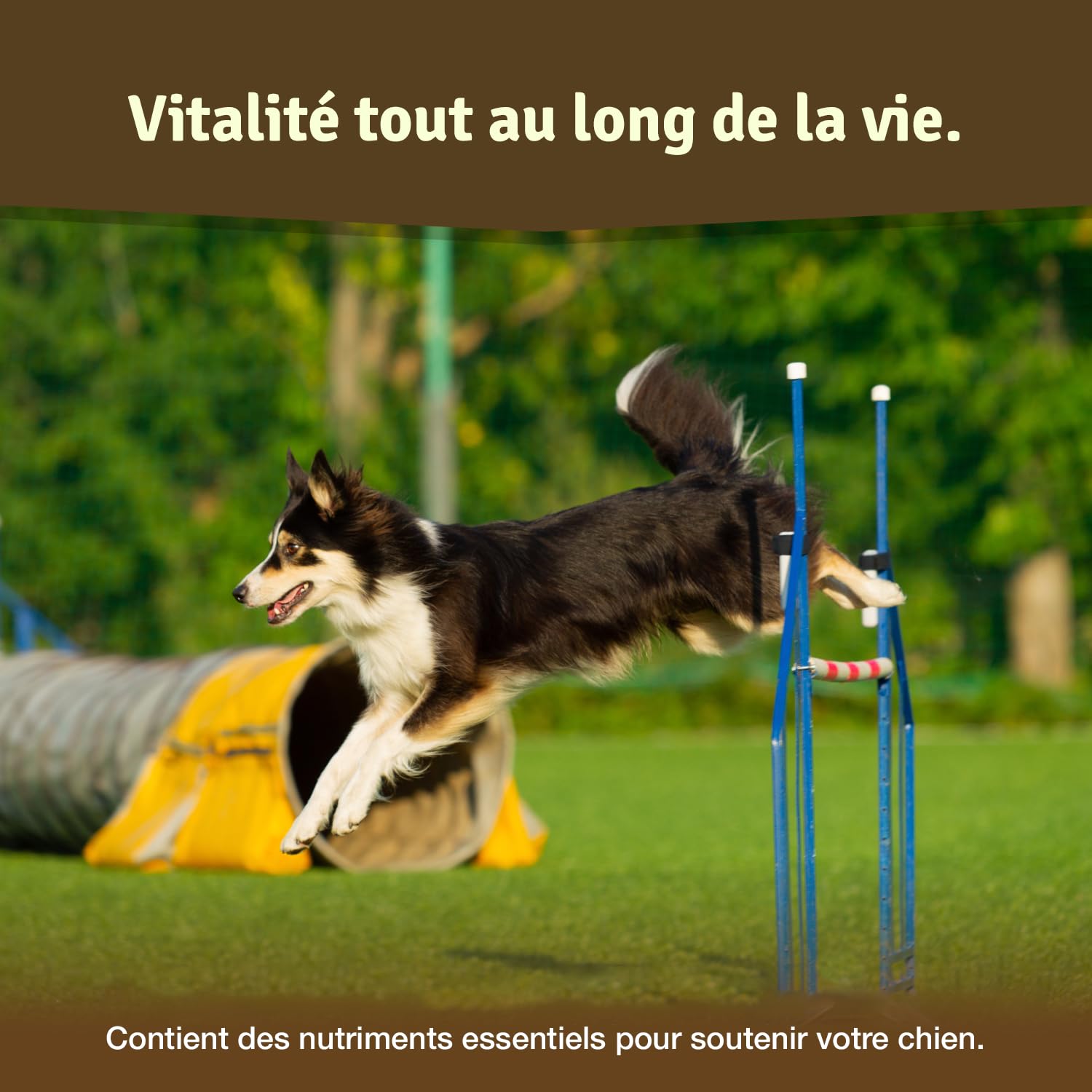 Veddelholzer LAURÉAT DE COMPARAISON DE Produits 2024 Comprimés Anti arthrose Chien articulations pour Chiens avec Moule aux orles Vertes MSM & Griffe du Diable, glucosamine & collagène 125 comprimés