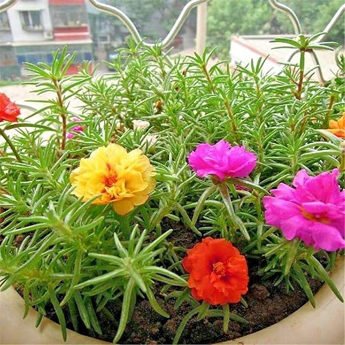 Portulaca (musgo de rosa) largo Bloomer Garden Dobles Mix Flower Container 500 Semillas #CN01