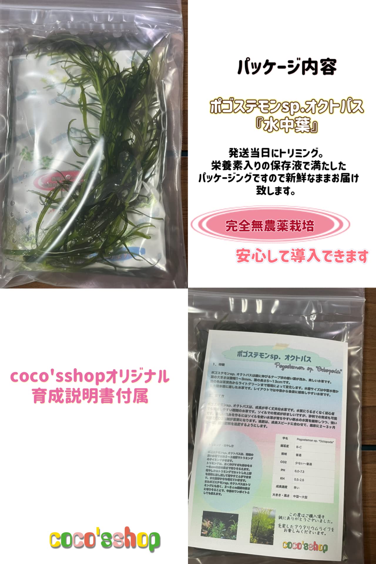 Amazon.co.jp: （COCO'SSHOP）水草 ポゴステモンsp.オクトパス 水中葉