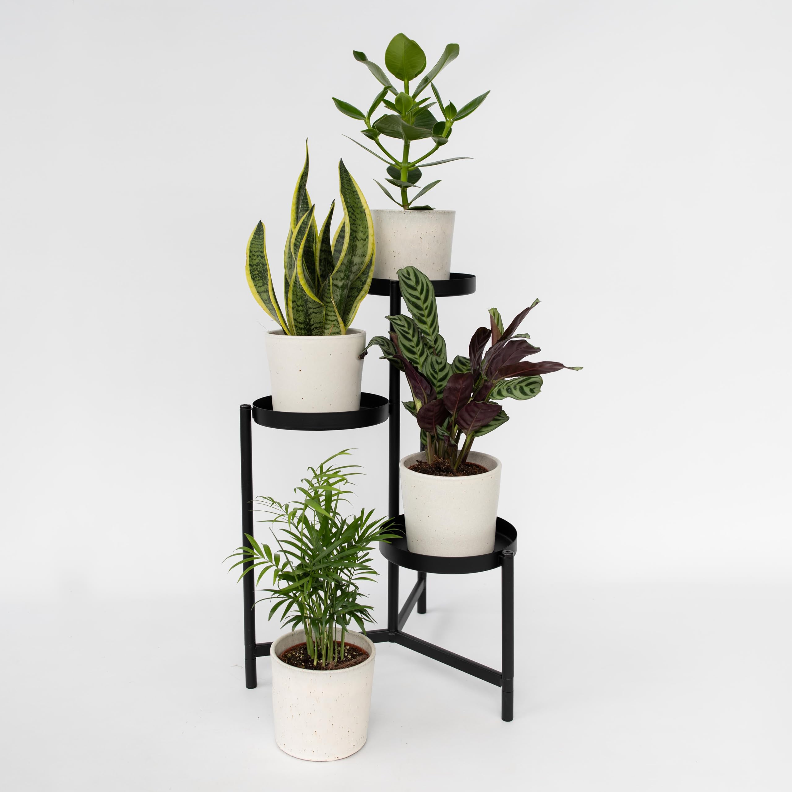 Plant in a Box - Plantes d'intérieur 'Entretien facile' - Set de 4 - Très facile d'entretien - Pot 12cm - Hauteur 25-40cm - Sansevieria, Chamaedorea, Ctenanthe, Clusia