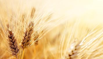 50 Organic Einkorn Ancient Grain Seeds! Heirloom Grow Your own Grain and Flour! Container Pots or Direct Sow to Garden