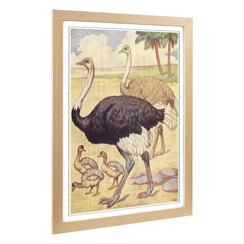 Big Box Art Framed Print of Vintage Percy J Billinghurst Ostriches Design | Wall Art Picture | Home Decor for Kitchen, Living Room, Bedroom, Hallway, Oak, A2 / 24.5x18 Inch / 62x45cm