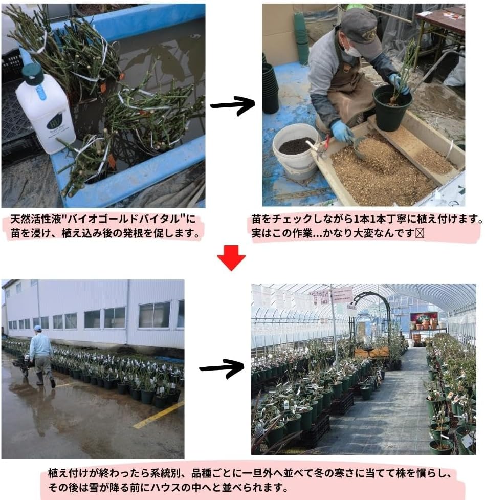 当店オリジナル仕様／ バラ苗 フロレンティーナ 2年生大苗 接木苗 ◇CL