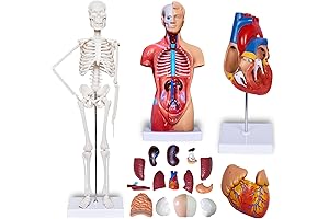 Breesky Human Heart Torso and Skeleton Model for Anatomy Students: Ultimate Learning Tool