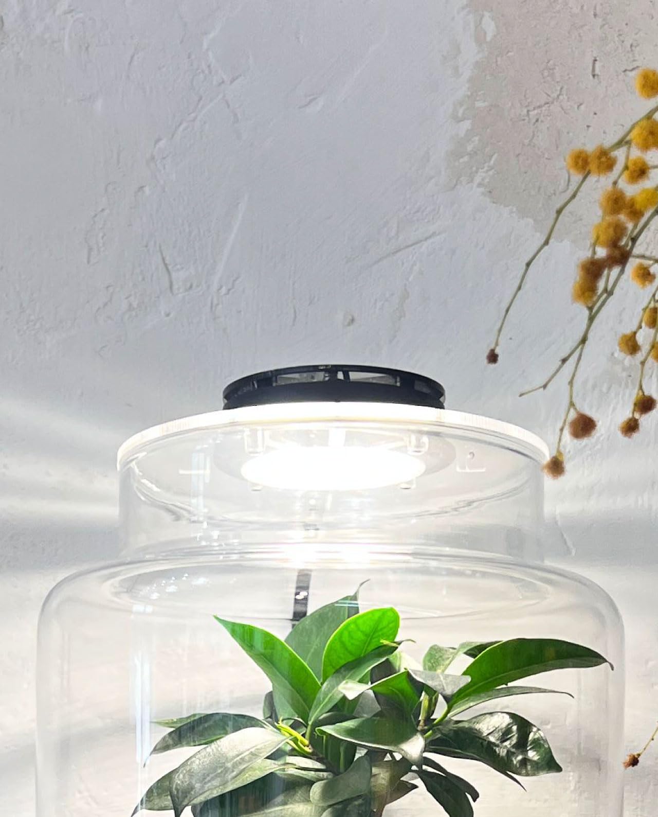 NIPRO - Lámpara Led para Terrario plantas | Lámpara para Jardín Eterno o Jarrón de cristal redondo (140 mm)
