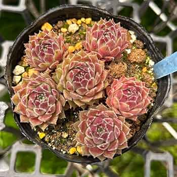 多肉 センペル ブルームーン 多肉 センペル ブルームーン - メルカリ