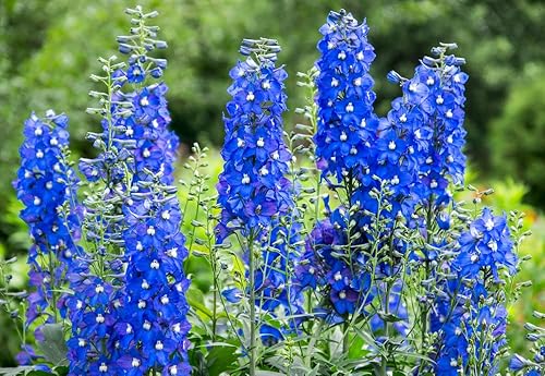 Miniatura 2 de Blue Delphinium Flower Seeds - Más de 100 semillas - Cultiva flores silvestres majestuosas de Delphinium - Fabricado en Estados Unidos