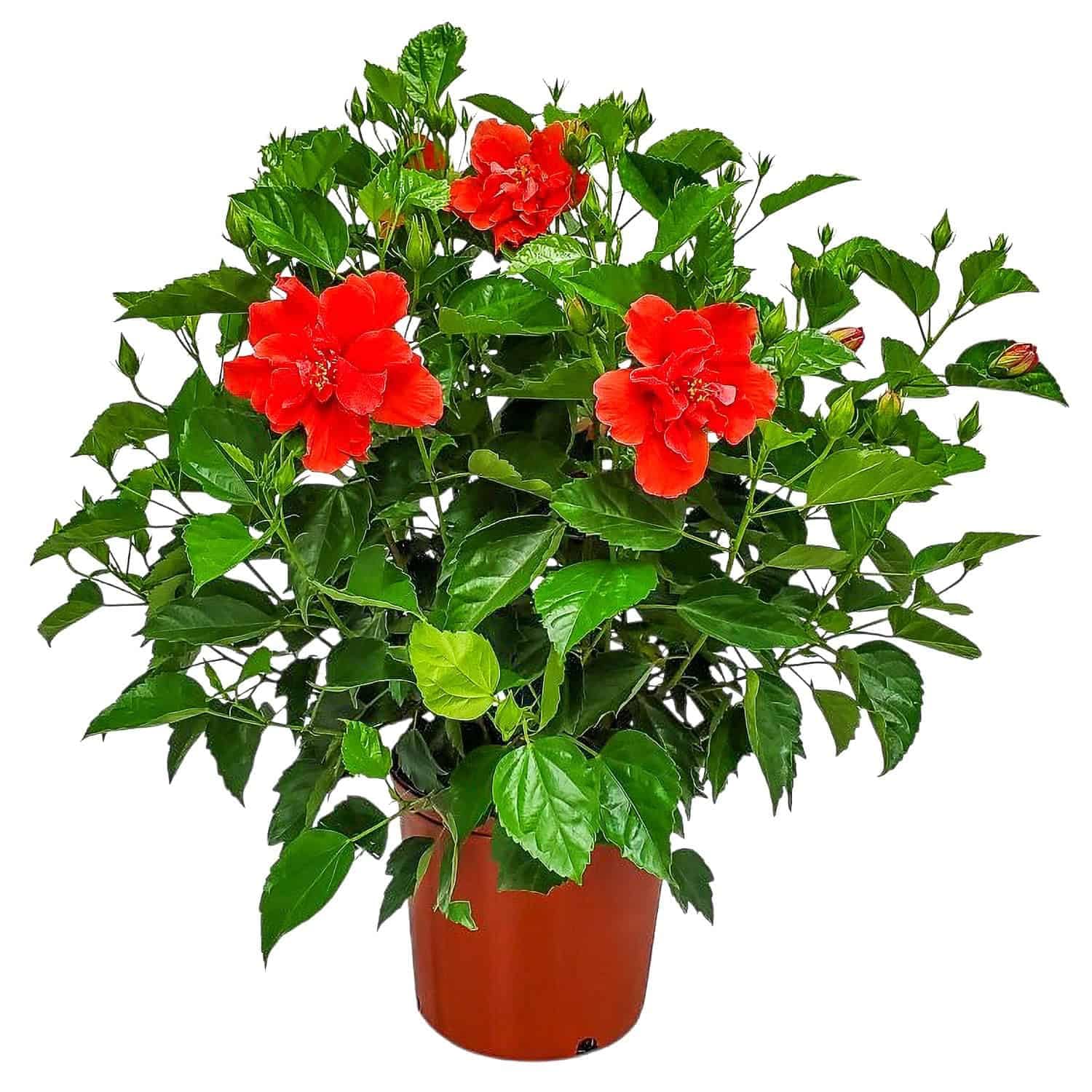 cactus pot mix Miracle-Gro Cactus, Palm & Citrus Potting Mix 8 qts