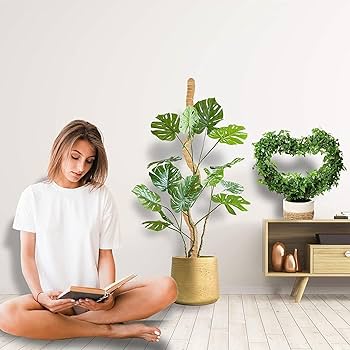 ムー　同時梱包割引 モンステラ30 斑入　マスターピース ムー様専用 同時梱包割引 モンステラ30 斑入 マスターピース