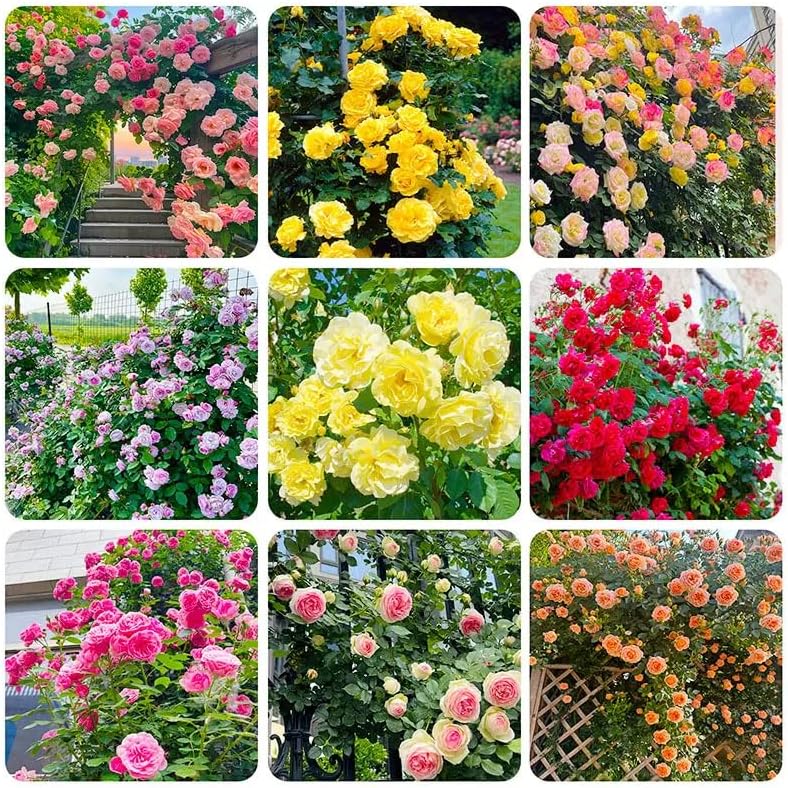 Mixed Colour Climbing Rose Seeds – All Season, Japanese Hybrid ...