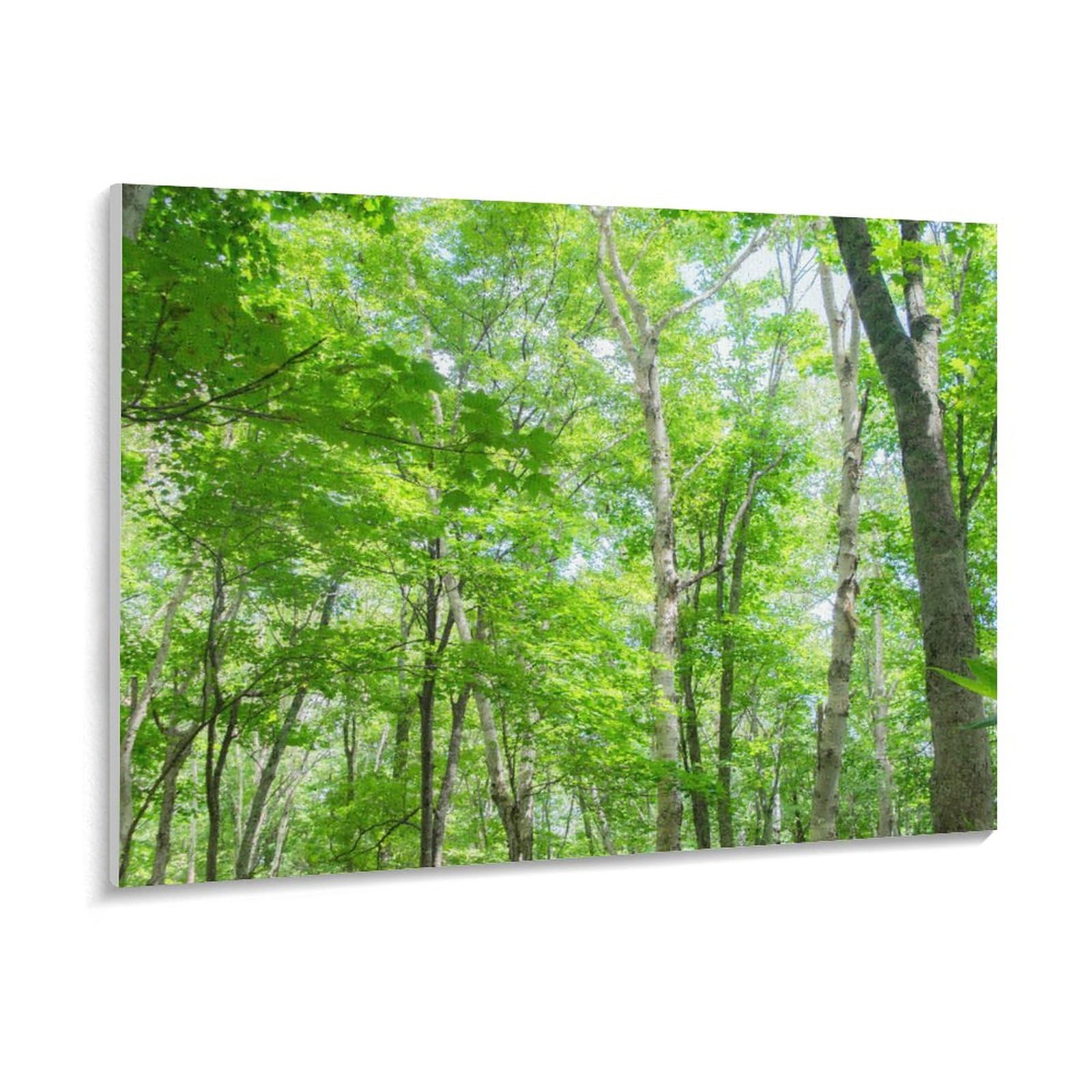 Amazon | 森の緑の木の日差し 数字油絵 ライトグリーン ライト