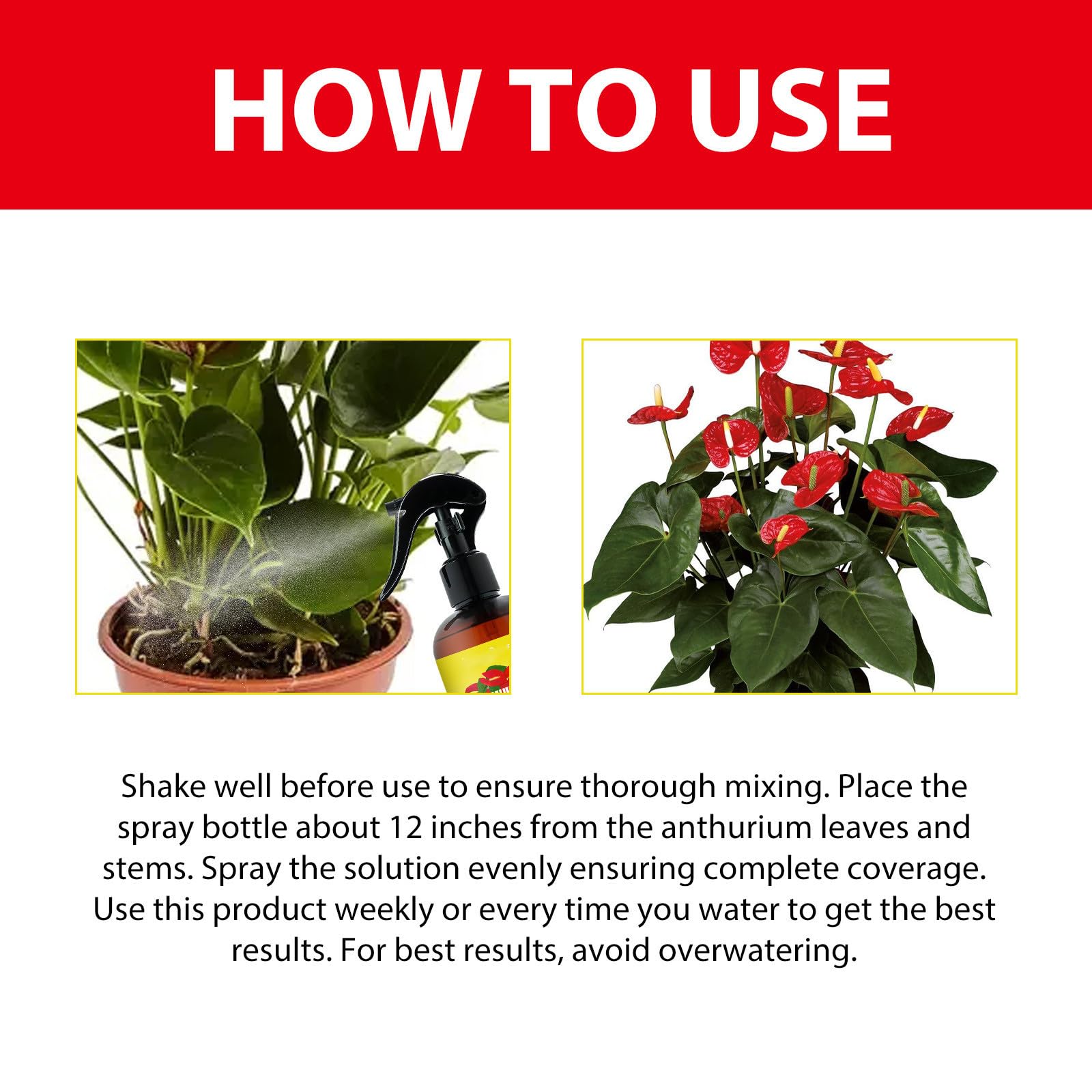 Indoor Plant Nutrient Professional Anthurium Spray Fertilizer Concentrate -  For Acid-Loving Houseplants (100ml) Plant Food
