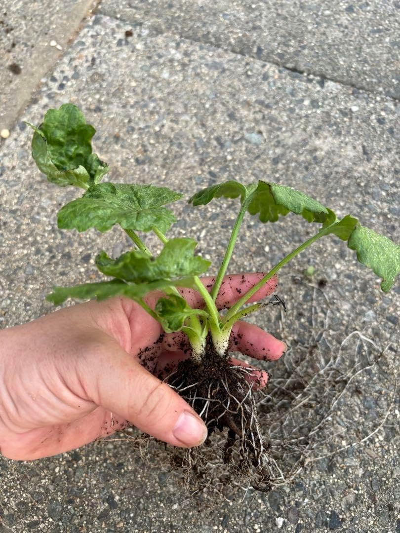 ラナンキュラスアイオリア芽出し球根ニ芽