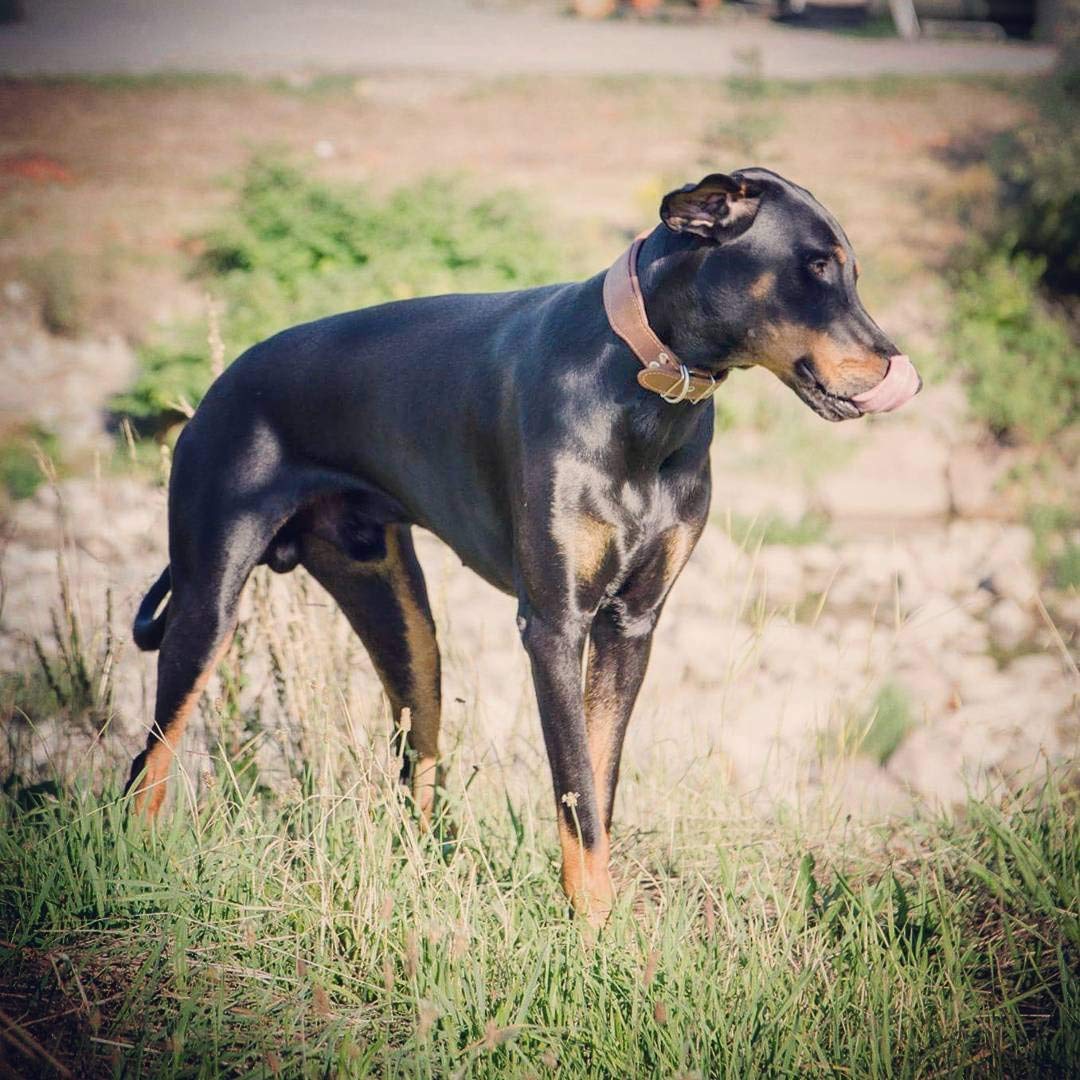 Bestia™ "Classic Echtleder Hundehalsband. 100% Leder. Weich gepolstert. TOP Qualität!