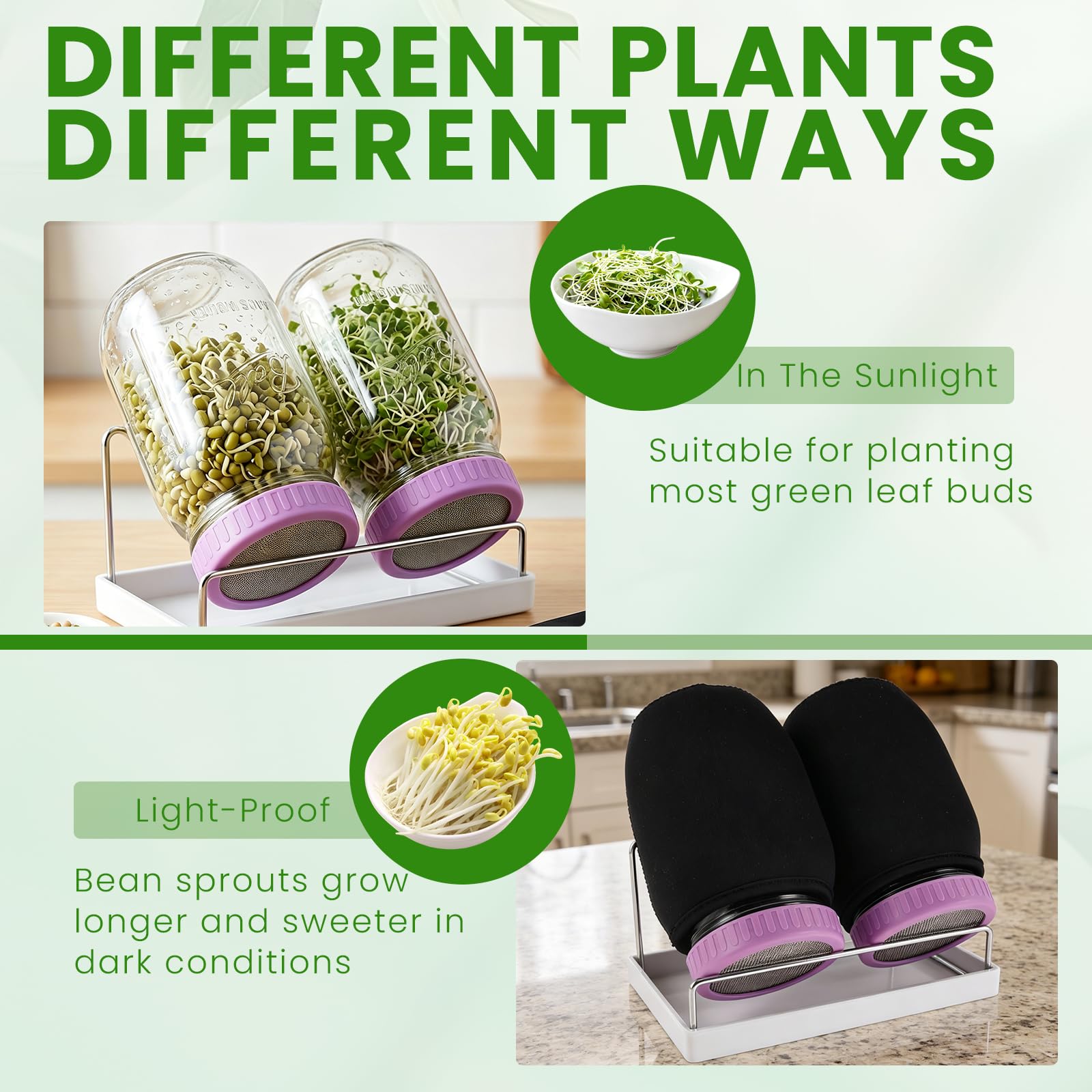 2 Pack Seed Sprouting Jar Kit 940ml Wide Mouth Mason Jars Complete Glass Sprout Growing Set with Stainless Steel Mesh Sprouting Lids Drain Stand Sprouting Jar for Broccoli Mung Bean Alfalfa Sprout