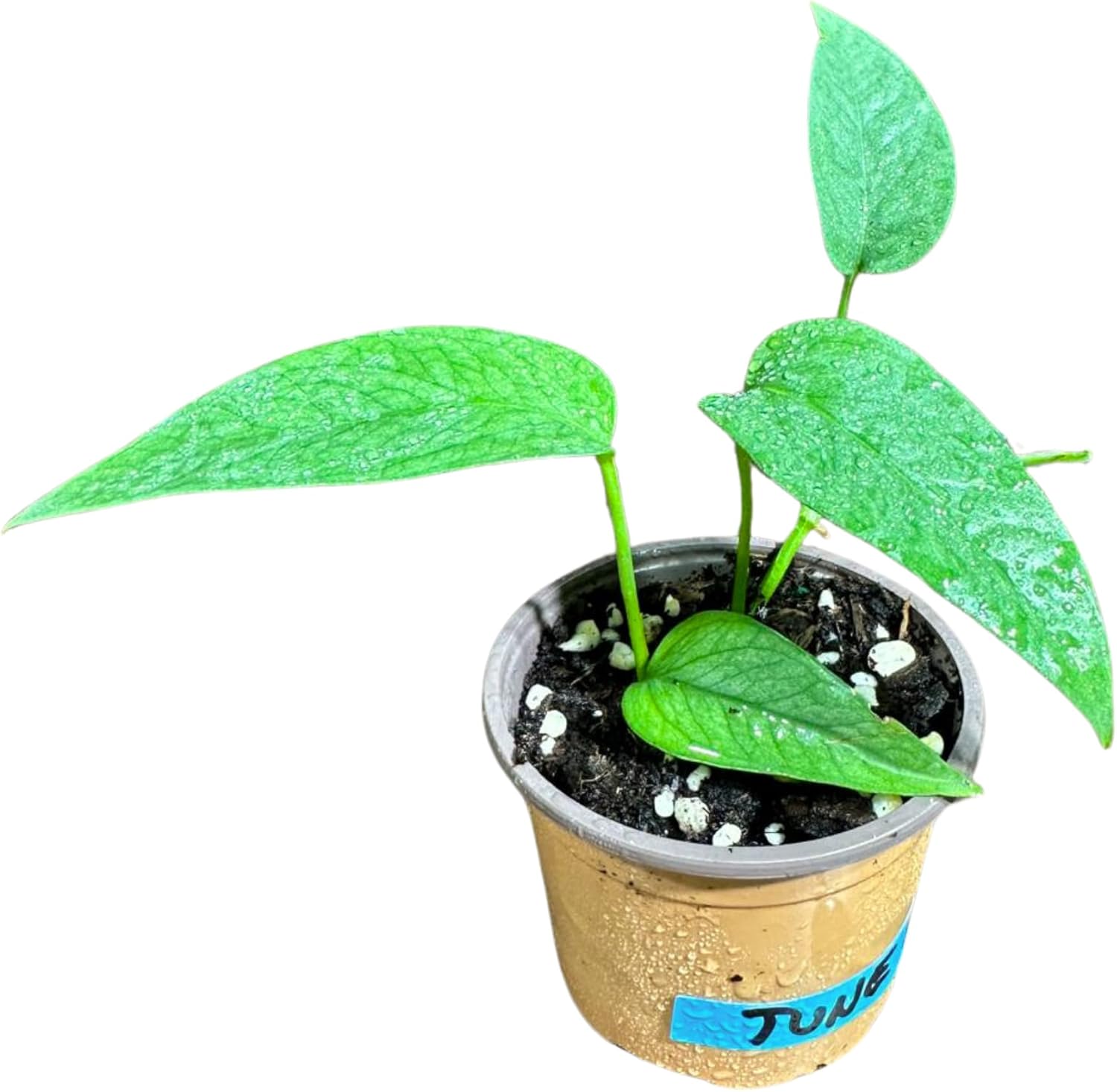 PLANTVERS Cebu Blue Pothos Live Plant – Epipremnum Pinnatum – Cebu Blue Live Vining Plant – Low Light Indoor Houseplant – Easy Tropical Climbing Plant – Air Purifying Indoor Plant (2" Nursery Pot)