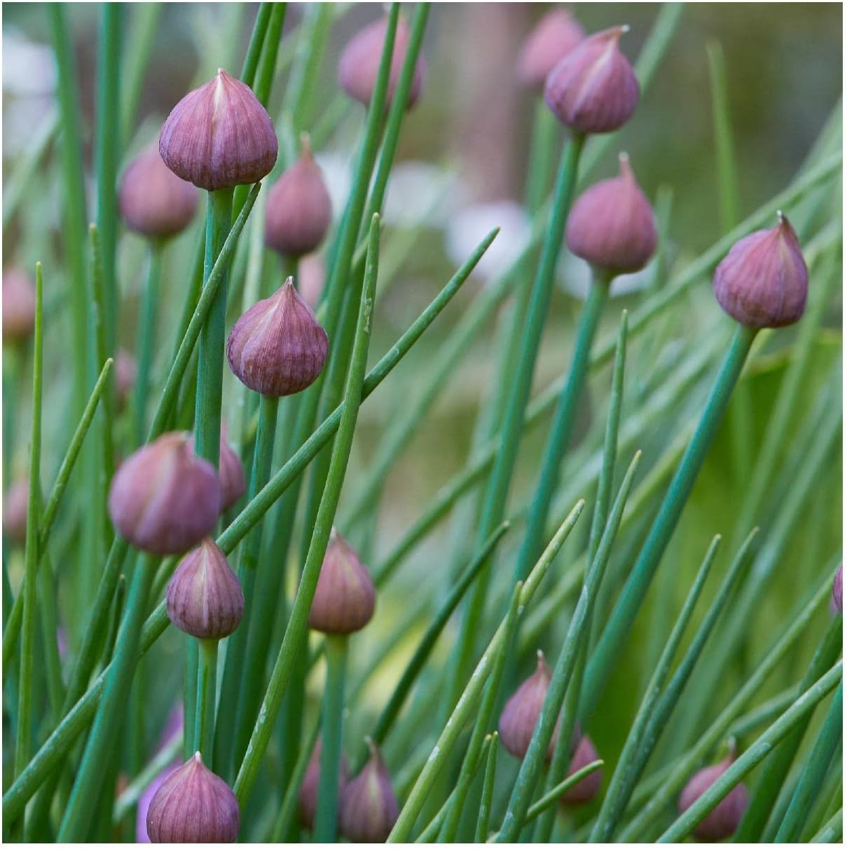 Everwilde Farms - 1 Lb Chives Herb Seeds - Gold Vault
