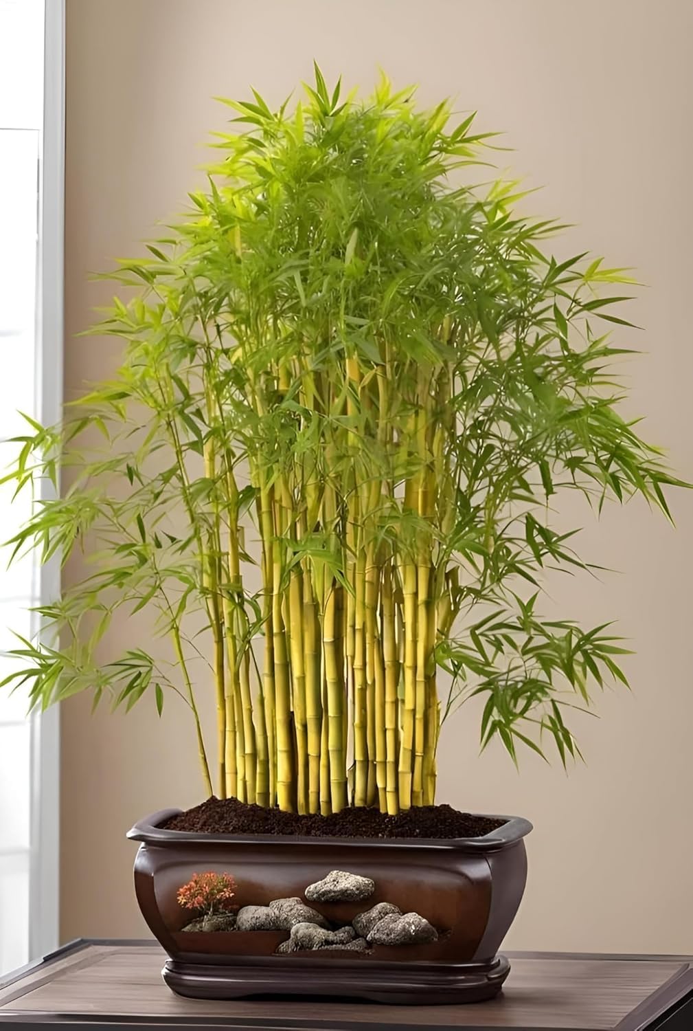 Green view® Mini Bamboo Plant Lucky Bamboo Indoor Tabletop Plant Feng Shui Vastu Good Luck Plant Natural Air Purifier for Home & Office Decor Pack Of 1 Easy Care Green Plant-image-3