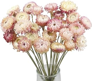 CITYES 20 Pcs Natural Dried Pink Daisy Flowers Bouquet with Stems - Rustic Wedding Farmhouse Vase Decor DIY Arrangements
