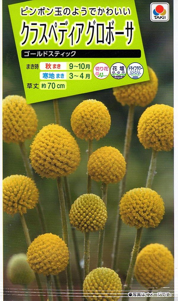 Amazon | タキイ種苗 クラスペディアグロボーサゴールドスティック | 花