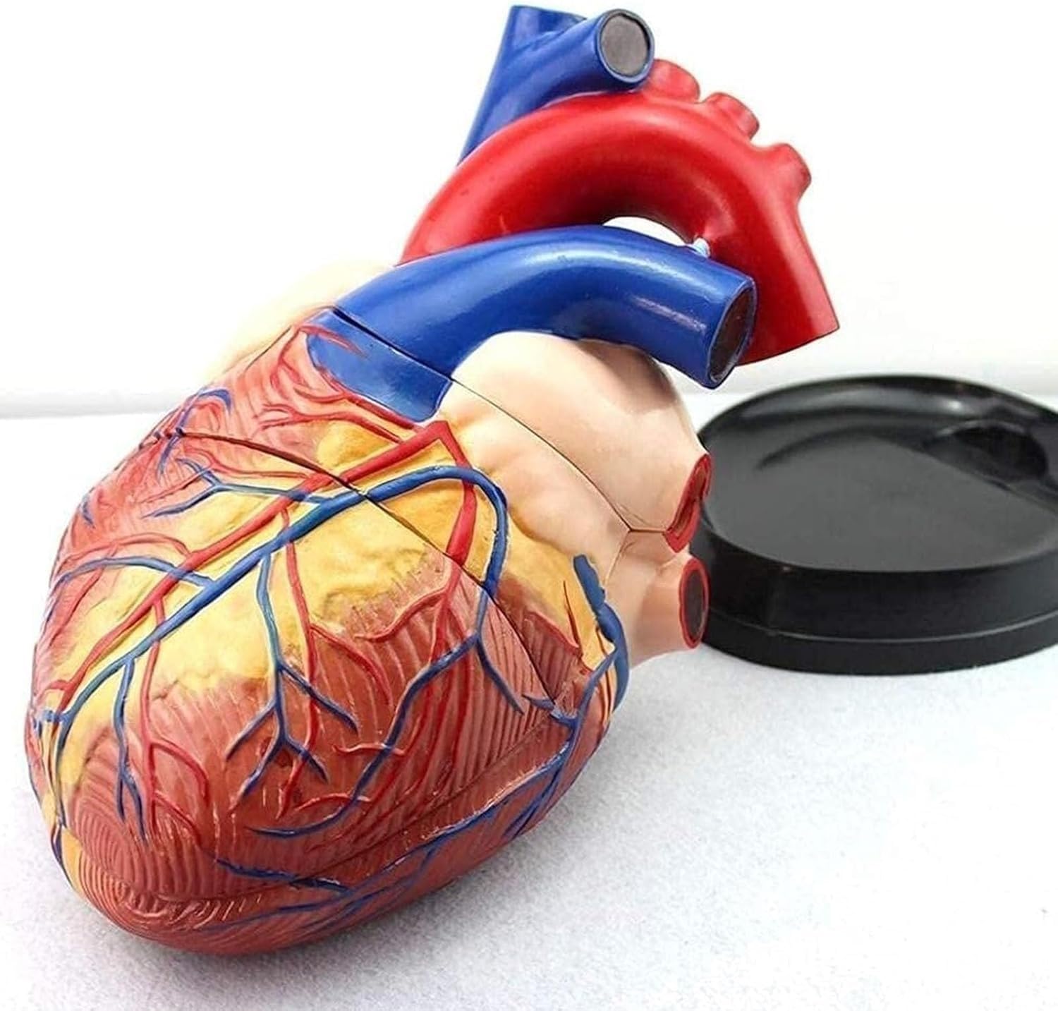 Powiększony 4-krotnie model anatomiczny serca człowieka, wyjmowany model anatomiczny serca człowieka, możliwość podziału na 3 części, dokładne odwzorowanie szczegółów, do demonstracji naukowych