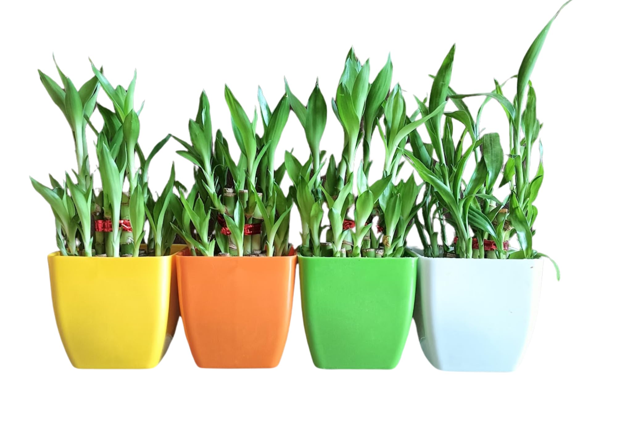Sugram Plants 2 Layer Lucky Bamboo Feng Shui Plant Plant With 3 inch White Square Pot | Living Room Plants | Indoor Plants For or Desk, Table Corner, Office (4 Combo with white 3 inches pot) (B0CPTBT61T) Amazon Price History, Amazon Price Tracker