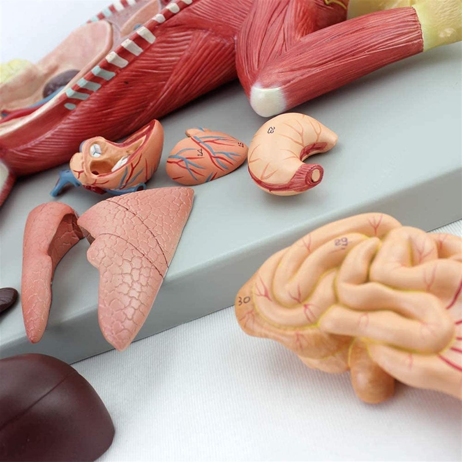 Model Kota Anatomiczny Narząd Mascoty Wewnętrznej Nerw Nauczanie Hodowli Zwierząt Weterynariusze, Szkolenie Medyczne, Modele Medyczne I Materiały Edukacyjne