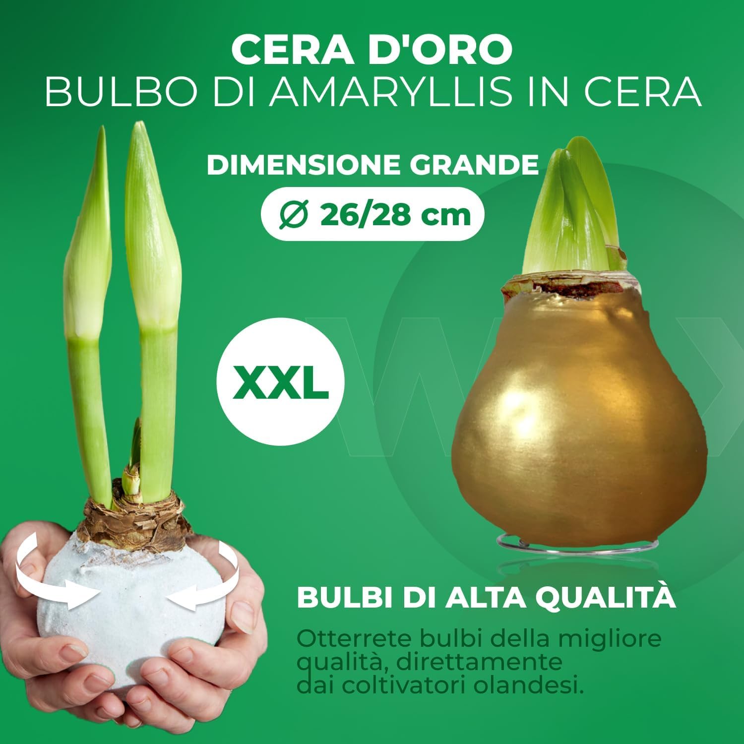 Bulbi di Amaryllis Cera Oro - 2 Bulbi Fiori in Grande Formato 26/28