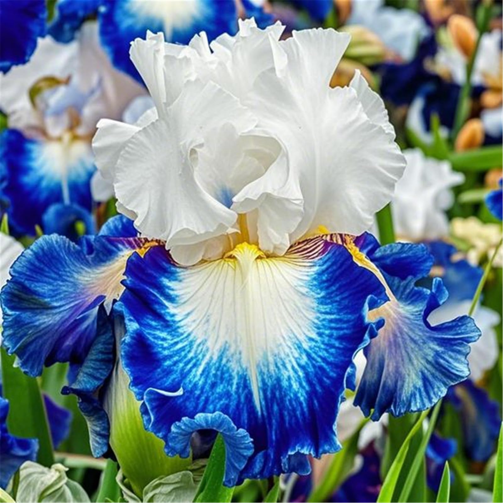Iris Bulbs for Planting, Wedding, Now UK, Perfect UK Now, Perennial, Garden Flowers, Iris Bulbs, Simple Planting,-5bulb-c