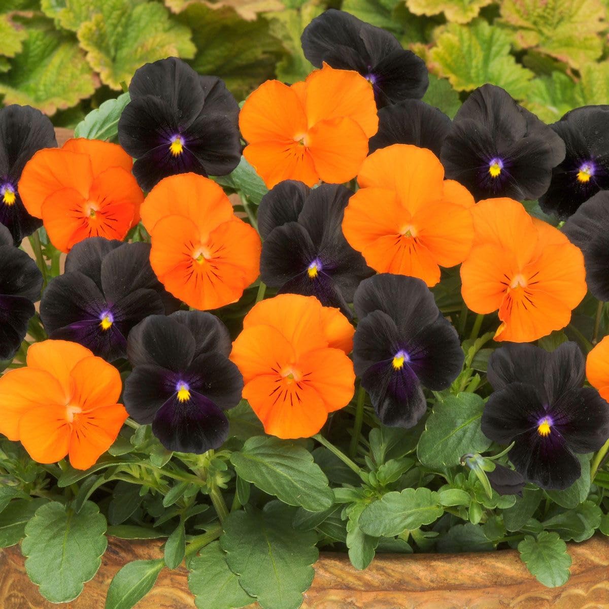 Viola Halloween Mixed (Autumn and Winter Flowering) | Tray of 40 Plug Plants