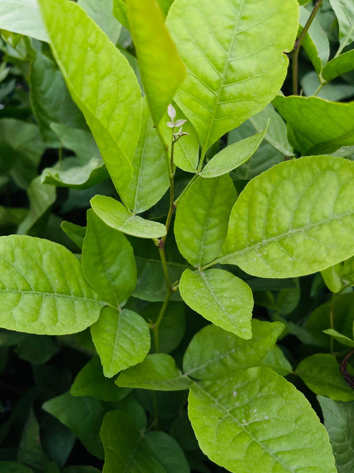 Live Bel Patra Plant, Puja Bael Fruit Plant Bilva
