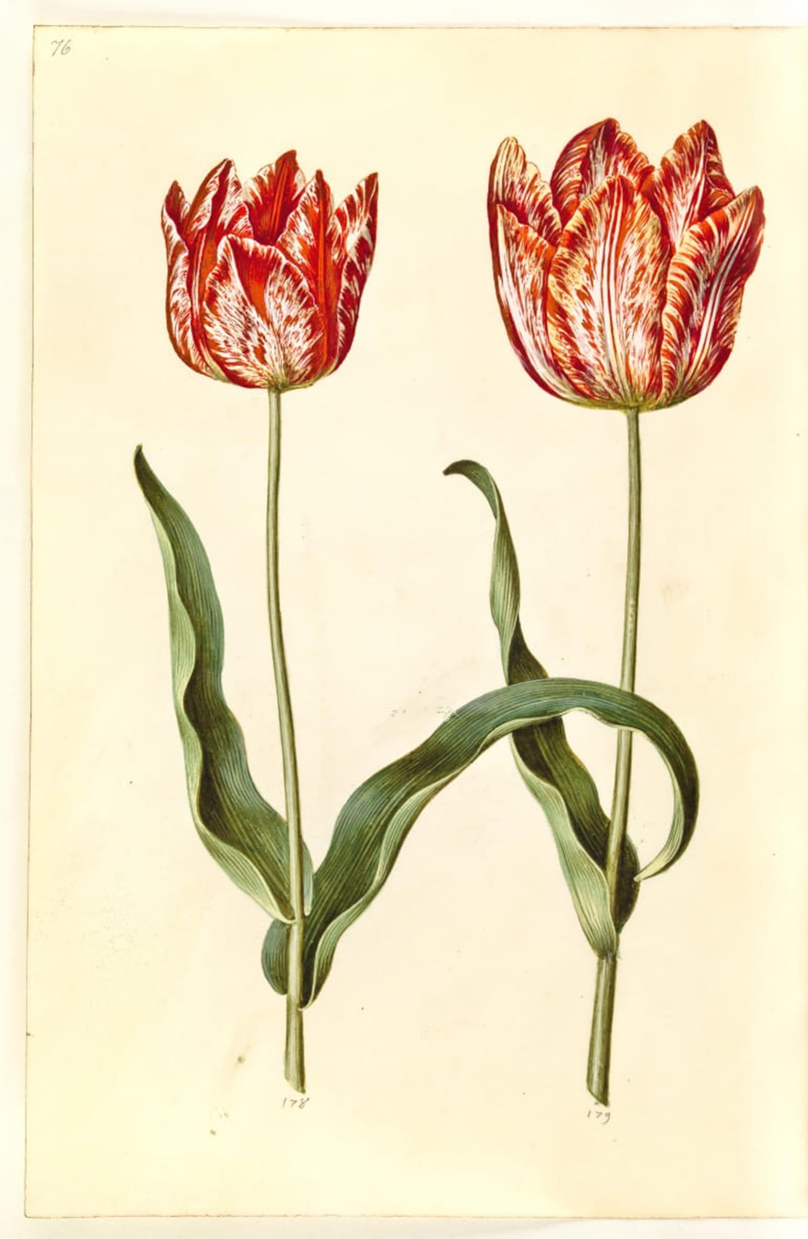 ARTXLXXBN Famous Painting Canvas Artwork Graffiti Print Tulipa Gesneriana by Hans Simon Holtzbecker Portrait Canvas Image for Home Decor 60x90cm