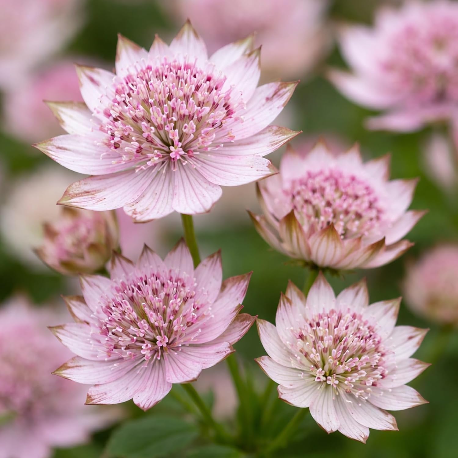 Star of Billions Astrantia Bare Roots for Planting – Pink Masterwort Perennial Flowers – Shade Garden Cottage Flower – Pollinator Friendly Summer Blooms (3 Bulbs)