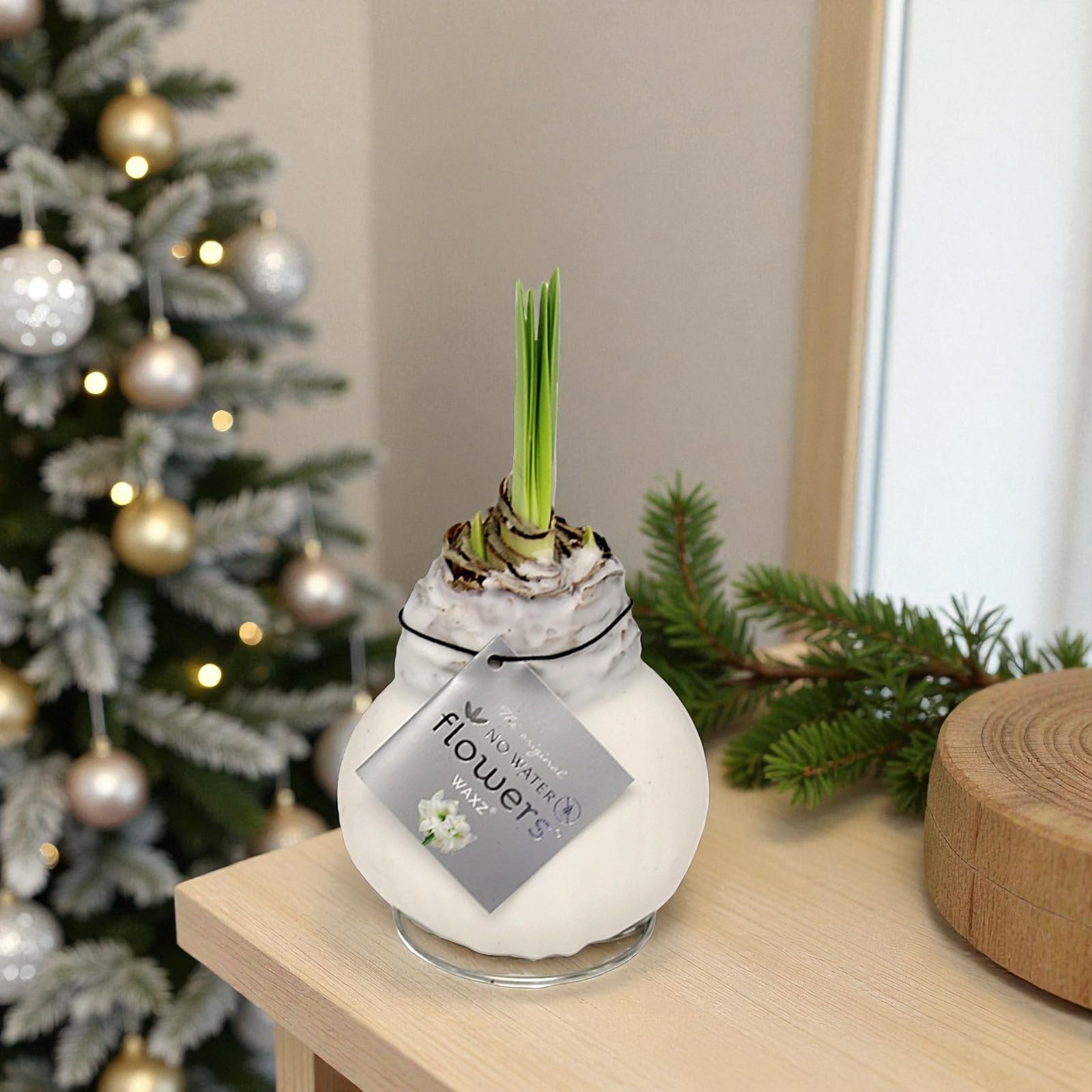 Carbeth Plants - Amaryllis White Waxed Bulb Live Houseplant (White Wax) โ image 1