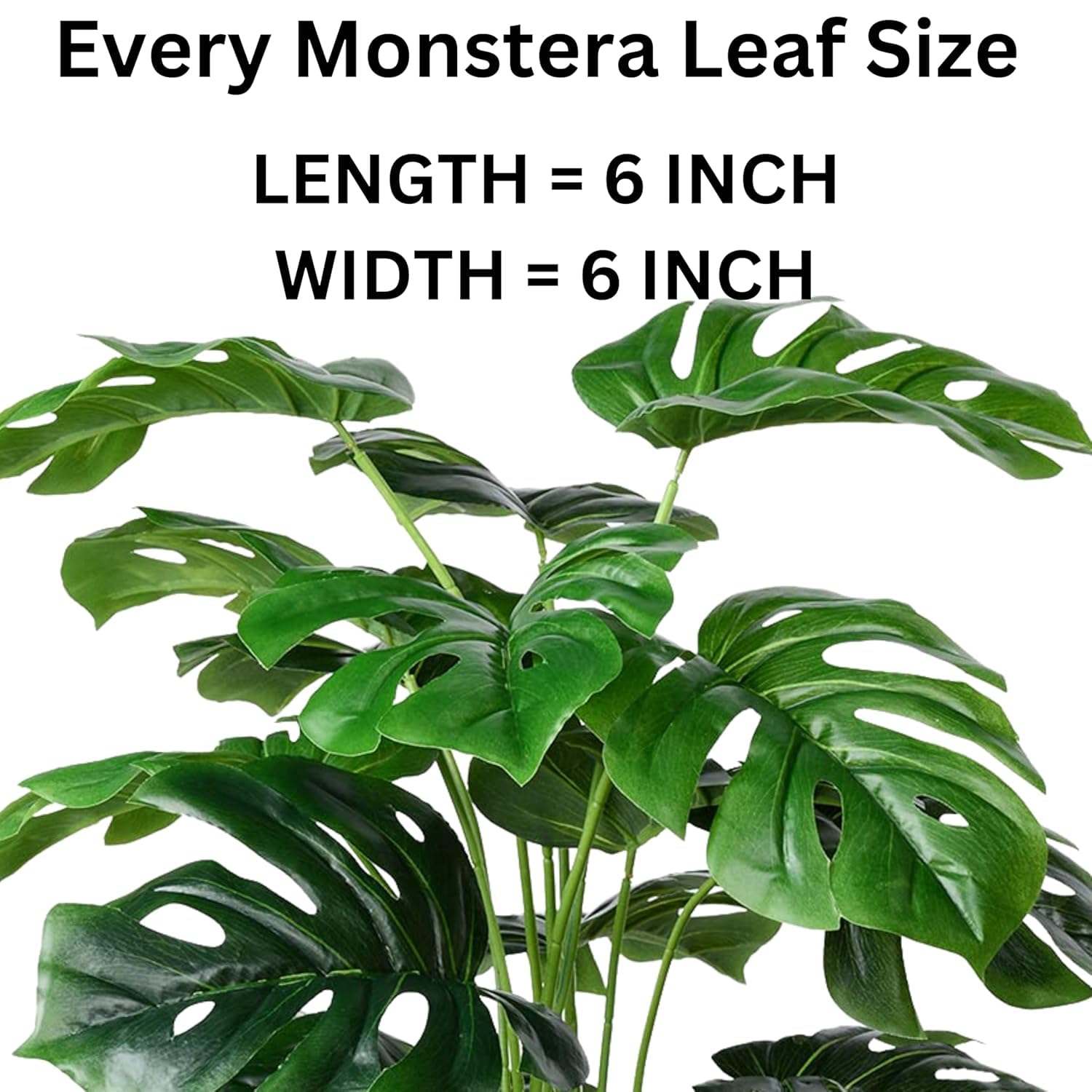 philodendron el choco red kaufen Philodendron rubrijuvenilum “El Choco Red”