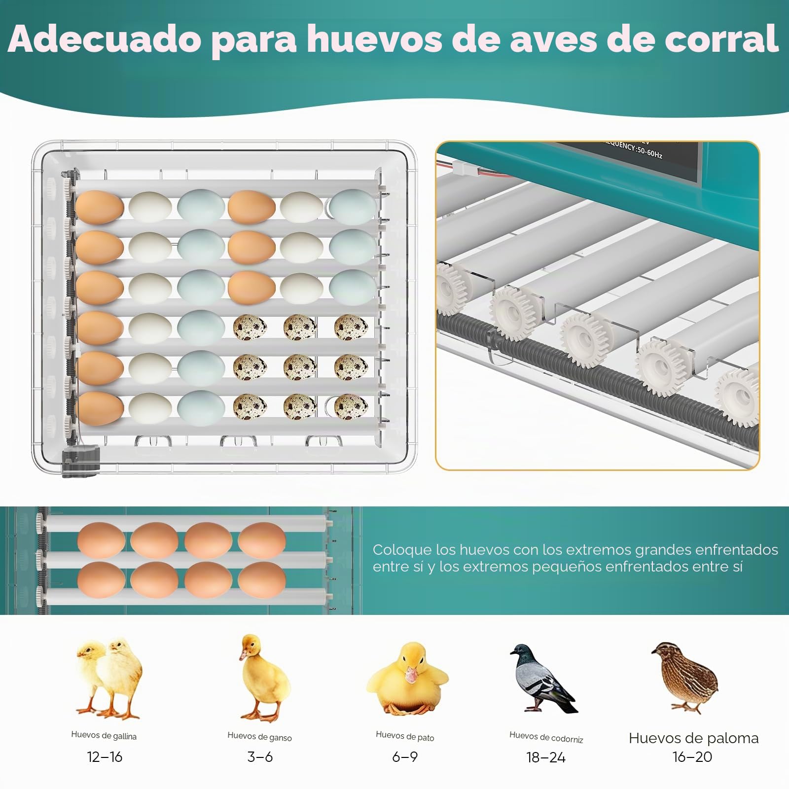 Incubadora totalmente automática para 36 huevos con control de temperatura y volteo automático, 4 modos automáticos, incubadora para pollos, patos, gansos, codornices, vista panorámica de 360° (Verde)