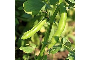 Broad Windsor Non-GMO Fava Bean Seeds - Perfect for Planting in Vegetable Gardens