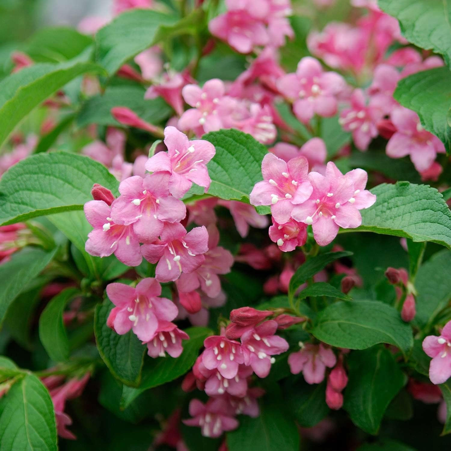 Weigelie 'Styriaca' Amazon.de Garten