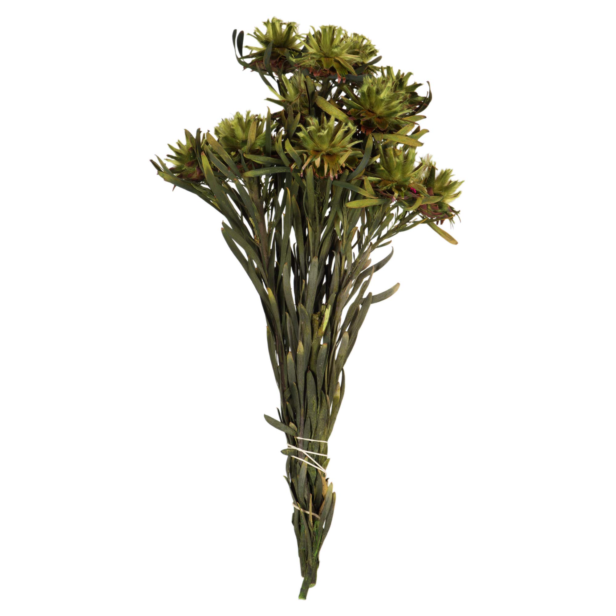 Fleur de Plumosum Basilic Vickerman 50,8 cm tige végétale pour vase