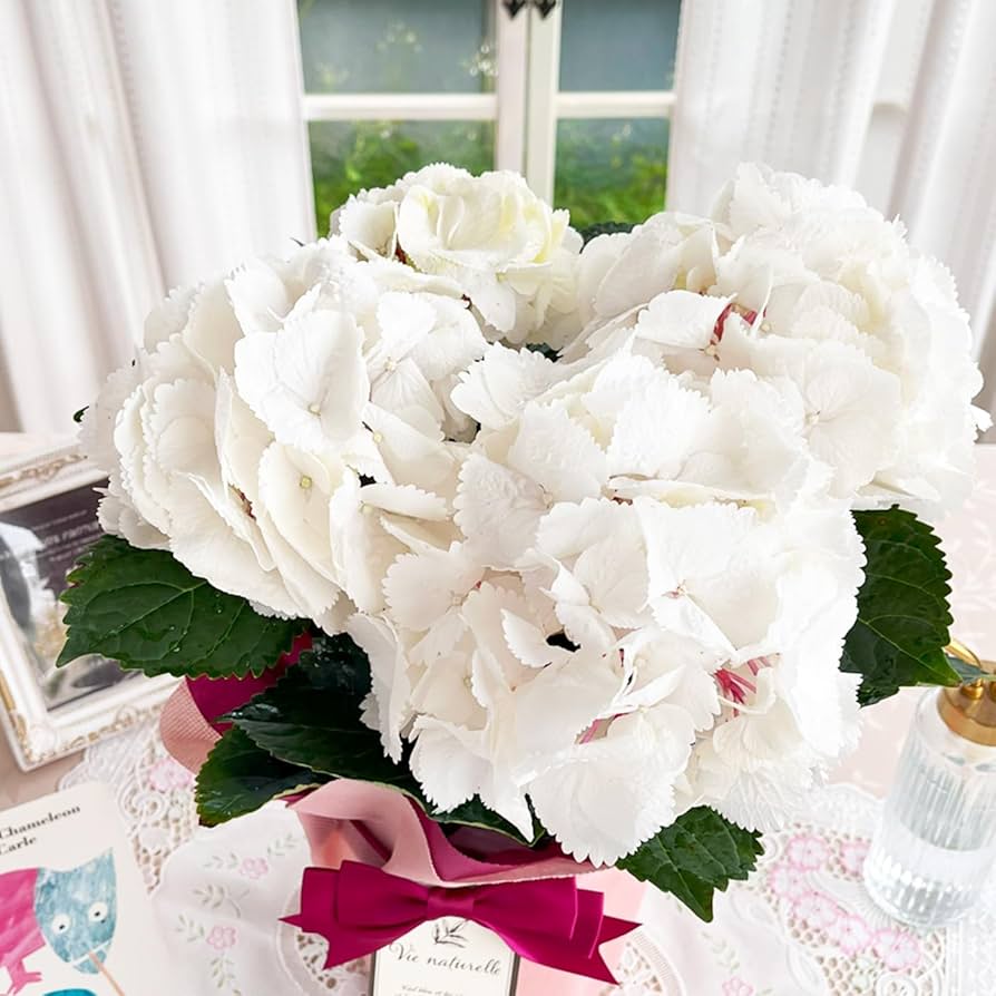 M*E様 【訳あり品】　アジサイ　育成用株　25鉢　紫陽花 M*E様 【訳あり品】 アジサイ 育成用株 25鉢 紫陽花 M*