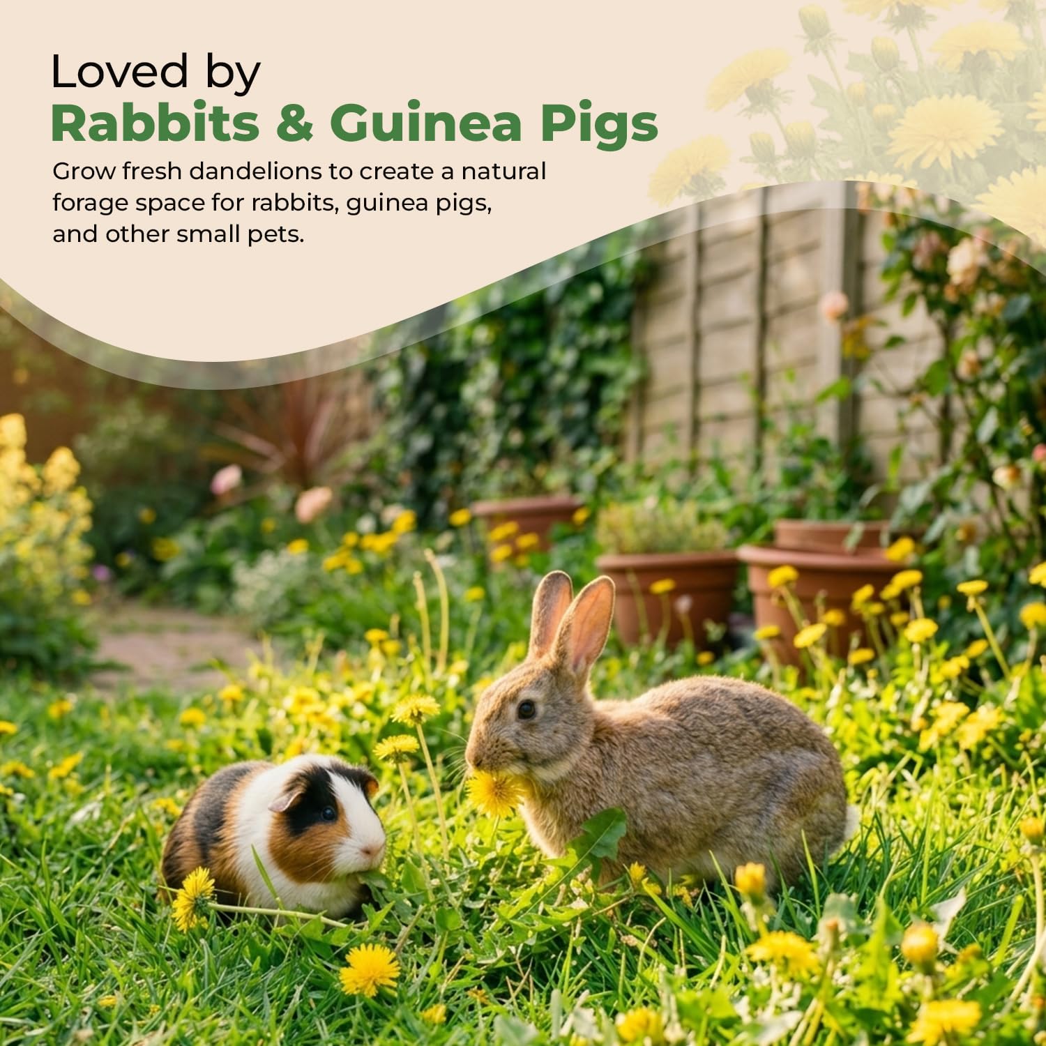 Dandelion Seeds for Planting & Pet Forage – Tortoise, Rabbit & Guinea Pig Food – Easy Grow Edible Herb Garden Seeds – Taraxacum Officinale (20g) — view 3