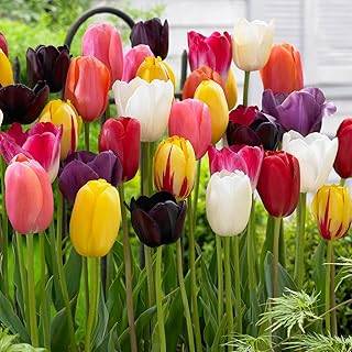 Garden State Bulb Bright Sunshine Mix Single Late Tulip Flower Bulbs, 12...