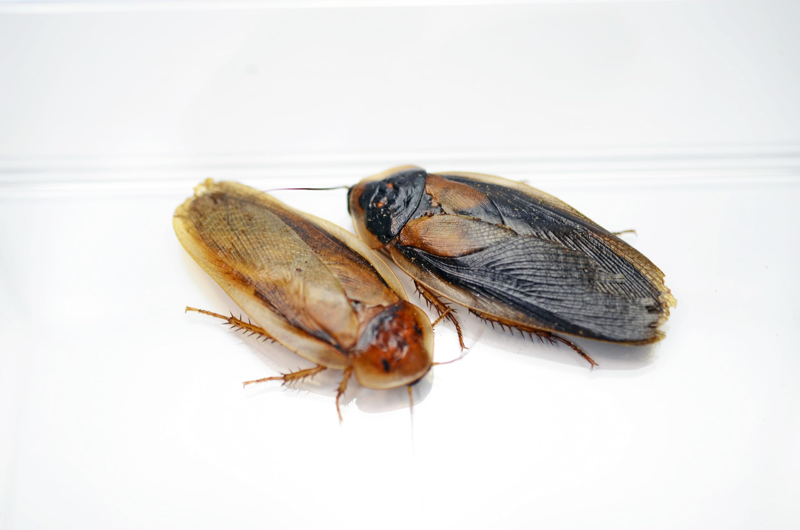 Amazon | 【りとるでーもん】デュビア 成虫 オス 50匹【入数選択可能