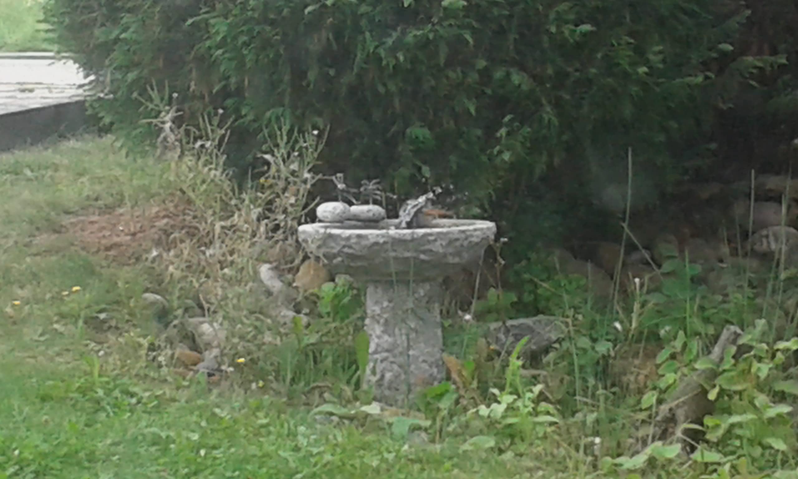 Vogelbad aus Granit 10 cm hoch - Vogeltränke mit 2 Liter Fassungsvermögen auch für größere Vögel