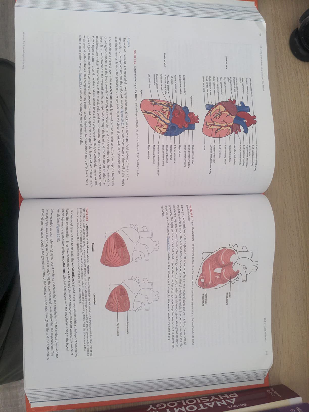 Anatomy and Physiology 2e by OpenStax (Official Print Version ...