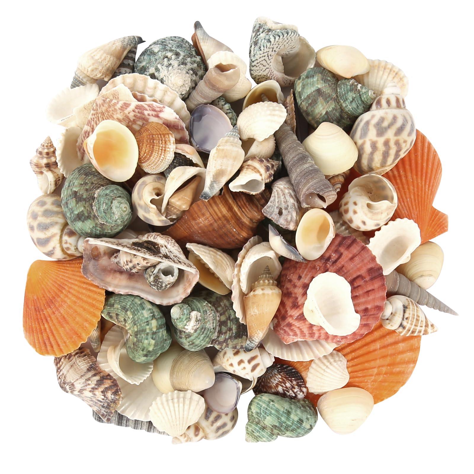 Produktbild von 1 Beutel Natürliche Muscheln, Gemischte Meeresmuscheln