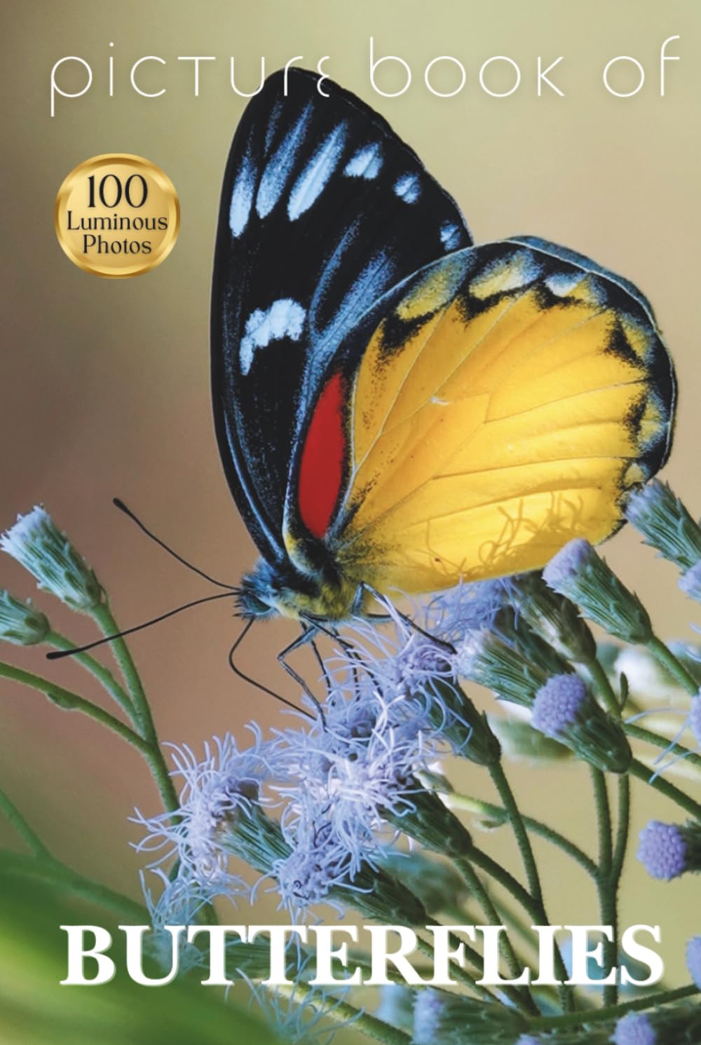 Livre photos de papillons pour stimuler la mémoire face à Alzheimer et à la démence sénile