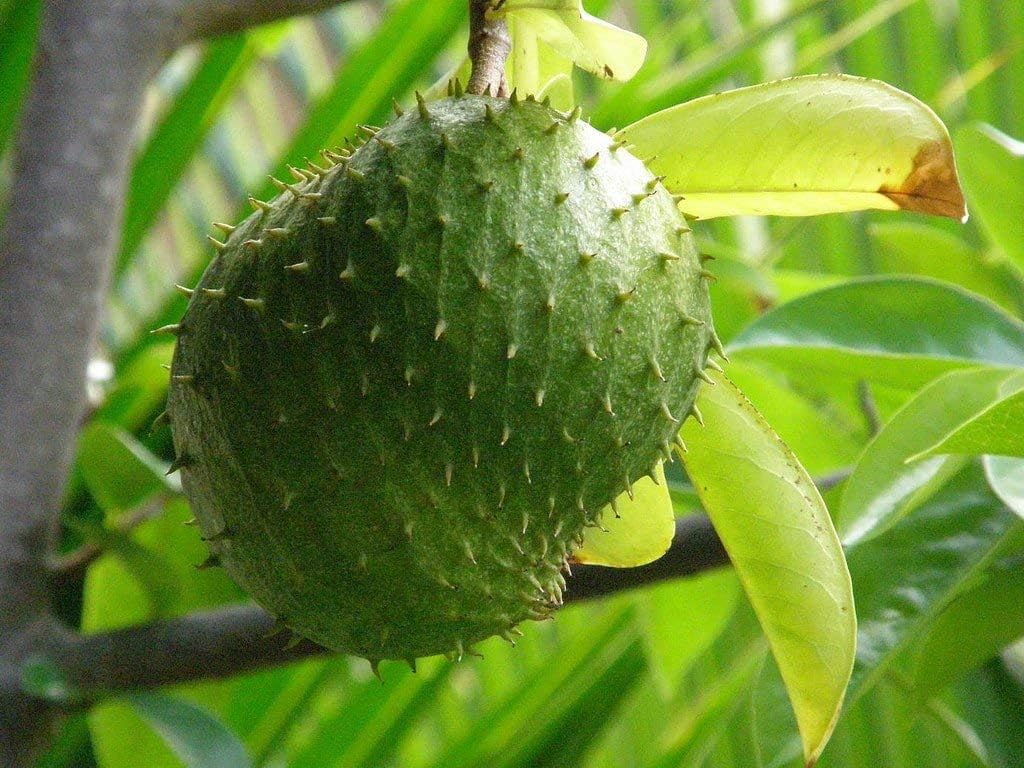 Golden Hills Farm Rare Exotic Tropical Fruit Soursop Annona muricata Prickly Custard Apple Fruit Plant 1 Healthy Fruit Live Plant